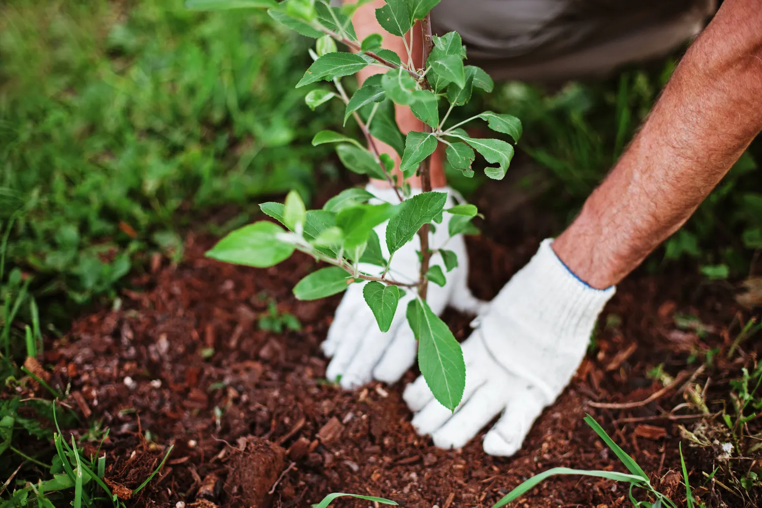 Plantation arbres